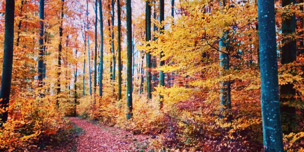 Antrag der CDU Fraktion zur Untersuchung der Waldpotenziale – „kleine Aufforstungsoffensive“
